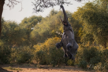 South-Luangwa-and-Lower-Zambezi-Zambia-063 South Luangwa & Lower Zambezi Photo Safari, Zambia |  Big Cats & Enchanted Winterthorn Forest |  | Photo Tour with Mike Reyfman