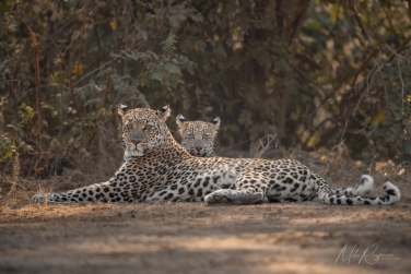 South-Luangwa-and-Lower-Zambezi-Zambia-064 South Luangwa & Lower Zambezi Photo Safari, Zambia |  Big Cats & Enchanted Winterthorn Forest |  | Photo Tour with Mike Reyfman