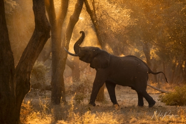 South-Luangwa-and-Lower-Zambezi-Zambia-066 South Luangwa & Lower Zambezi Photo Safari, Zambia |  Big Cats & Enchanted Winterthorn Forest |  | Photo Tour with Mike Reyfman