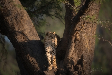 South-Luangwa-and-Lower-Zambezi-Zambia-067 South Luangwa & Lower Zambezi Photo Safari, Zambia |  Big Cats & Enchanted Winterthorn Forest |  | Photo Tour with Mike Reyfman