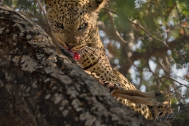 South-Luangwa-and-Lower-Zambezi-Zambia-068 South Luangwa & Lower Zambezi Photo Safari, Zambia |  Big Cats & Enchanted Winterthorn Forest |  | Photo Tour with Mike Reyfman