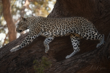 South-Luangwa-and-Lower-Zambezi-Zambia-069 South Luangwa & Lower Zambezi Photo Safari, Zambia |  Big Cats & Enchanted Winterthorn Forest |  | Photo Tour with Mike Reyfman