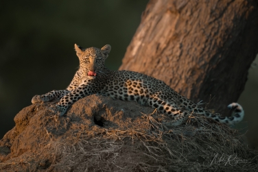 South-Luangwa-and-Lower-Zambezi-Zambia-070 South Luangwa & Lower Zambezi Photo Safari, Zambia |  Big Cats & Enchanted Winterthorn Forest |  | Photo Tour with Mike Reyfman