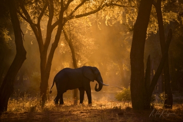 South-Luangwa-and-Lower-Zambezi-Zambia-071 South Luangwa & Lower Zambezi Photo Safari, Zambia |  Big Cats & Enchanted Winterthorn Forest |  | Photo Tour with Mike Reyfman