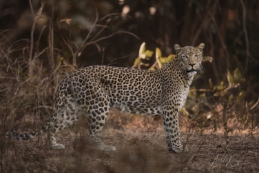 South-Luangwa-and-Lower-Zambezi-Zambia-072 South Luangwa & Lower Zambezi Photo Safari, Zambia |  Big Cats & Enchanted Winterthorn Forest |  | Photo Tour with Mike Reyfman