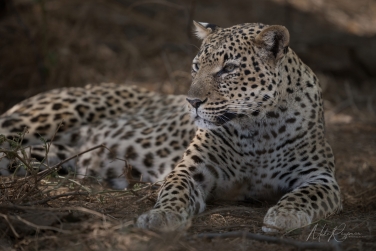 South-Luangwa-and-Lower-Zambezi-Zambia-074 South Luangwa & Lower Zambezi Photo Safari, Zambia |  Big Cats & Enchanted Winterthorn Forest |  | Photo Tour with Mike Reyfman