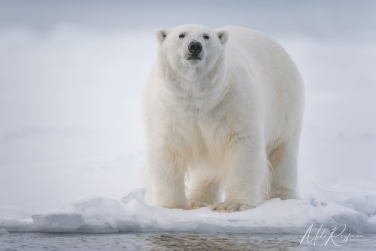 Salbard-V-001 Svalbard Pack Ice Polar Bear Expedition 2028 |  Magnificent Landscapes and Exceptional Wildlife Encounters |  | Photo Tour with Mike Reyfman