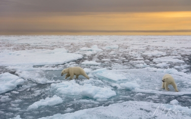 Salbard-V-002 Svalbard Pack Ice Polar Bear Expedition 2028 |  Magnificent Landscapes and Exceptional Wildlife Encounters |  | Photo Tour with Mike Reyfman