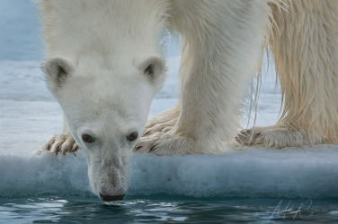 Salbard-V-003 Svalbard Pack Ice Polar Bear Expedition 2028 |  Magnificent Landscapes and Exceptional Wildlife Encounters |  | Photo Tour with Mike Reyfman