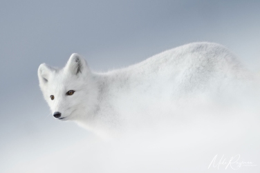 Salbard-V-008 Svalbard Pack Ice Polar Bear Expedition 2028 |  Magnificent Landscapes and Exceptional Wildlife Encounters |  | Photo Tour with Mike Reyfman