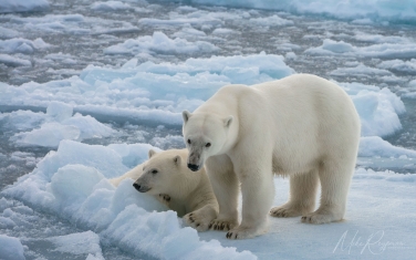 Salbard-V-011 Svalbard Pack Ice Polar Bear Expedition 2028 |  Magnificent Landscapes and Exceptional Wildlife Encounters |  | Photo Tour with Mike Reyfman