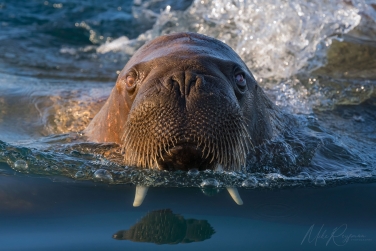 Salbard-V-012; mikeowlsvalbardvirgo Svalbard Pack Ice Polar Bear Expedition 2028 |  Magnificent Landscapes and Exceptional Wildlife Encounters |  | Photo Tour with Mike Reyfman