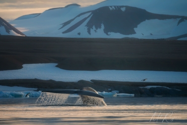 Salbard-V-013 Svalbard Pack Ice Polar Bear Expedition 2028 |  Magnificent Landscapes and Exceptional Wildlife Encounters |  | Photo Tour with Mike Reyfman