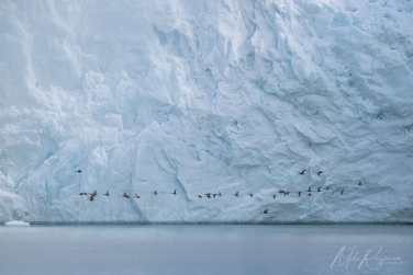 Salbard-V-015 Svalbard Pack Ice Polar Bear Expedition 2028 |  Magnificent Landscapes and Exceptional Wildlife Encounters |  | Photo Tour with Mike Reyfman