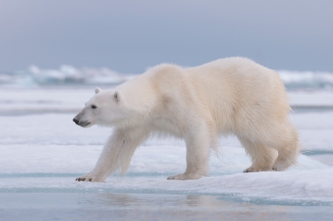 Salbard-V-017 Svalbard Pack Ice Polar Bear Expedition 2028 |  Magnificent Landscapes and Exceptional Wildlife Encounters |  | Photo Tour with Mike Reyfman