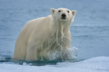 Salbard-V-018 Svalbard Pack Ice Polar Bear Expedition 2028 |  Magnificent Landscapes and Exceptional Wildlife Encounters |  | Photo Tour with Mike Reyfman