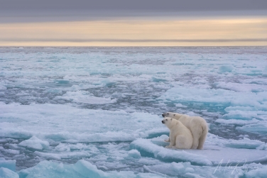 Salbard-V-019; mikeowlsvalbardvirgo Svalbard Pack Ice Polar Bear Expedition 2028 |  Magnificent Landscapes and Exceptional Wildlife Encounters |  | Photo Tour with Mike Reyfman