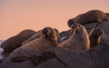 Salbard-V-020 Svalbard Pack Ice Polar Bear Expedition 2028 |  Magnificent Landscapes and Exceptional Wildlife Encounters |  | Photo Tour with Mike Reyfman