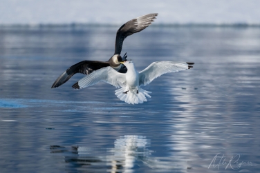 Salbard-V-022 Svalbard Pack Ice Polar Bear Expedition 2028 |  Magnificent Landscapes and Exceptional Wildlife Encounters |  | Photo Tour with Mike Reyfman