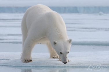 Salbard-V-026; mikeowlsvalbardvirgo Svalbard Pack Ice Polar Bear Expedition 2028 |  Magnificent Landscapes and Exceptional Wildlife Encounters |  | Photo Tour with Mike Reyfman