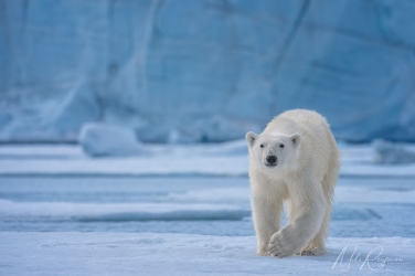 Salbard-V-027 Svalbard Pack Ice Polar Bear Expedition 2028 |  Magnificent Landscapes and Exceptional Wildlife Encounters |  | Photo Tour with Mike Reyfman