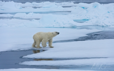 Salbard-V-028 Svalbard Pack Ice Polar Bear Expedition 2028 |  Magnificent Landscapes and Exceptional Wildlife Encounters |  | Photo Tour with Mike Reyfman