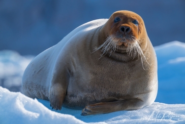 Salbard-V-030 Svalbard Pack Ice Polar Bear Expedition 2028 |  Magnificent Landscapes and Exceptional Wildlife Encounters |  | Photo Tour with Mike Reyfman