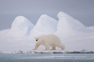 Salbard-V-033 Svalbard Pack Ice Polar Bear Expedition 2028 |  Magnificent Landscapes and Exceptional Wildlife Encounters |  | Photo Tour with Mike Reyfman