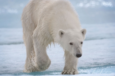 Salbard-V-036 Svalbard Pack Ice Polar Bear Expedition 2028 |  Magnificent Landscapes and Exceptional Wildlife Encounters |  | Photo Tour with Mike Reyfman
