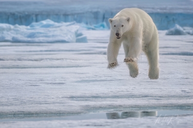 Salbard-V-038 Svalbard Pack Ice Polar Bear Expedition 2028 |  Magnificent Landscapes and Exceptional Wildlife Encounters |  | Photo Tour with Mike Reyfman