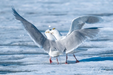 Salbard-V-041 Svalbard Pack Ice Polar Bear Expedition 2028 |  Magnificent Landscapes and Exceptional Wildlife Encounters |  | Photo Tour with Mike Reyfman