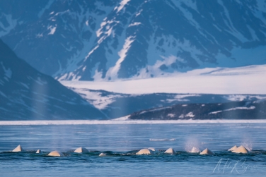 Salbard-V-042 Svalbard Pack Ice Polar Bear Expedition 2028 |  Magnificent Landscapes and Exceptional Wildlife Encounters |  | Photo Tour with Mike Reyfman