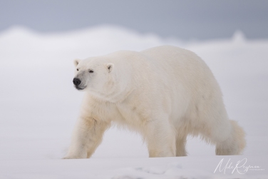Salbard-V-045 Svalbard Pack Ice Polar Bear Expedition 2028 |  Magnificent Landscapes and Exceptional Wildlife Encounters |  | Photo Tour with Mike Reyfman