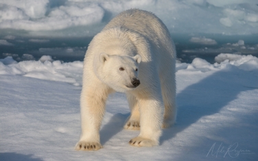 Salbard-V-046 Svalbard Pack Ice Polar Bear Expedition 2028 |  Magnificent Landscapes and Exceptional Wildlife Encounters |  | Photo Tour with Mike Reyfman