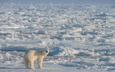 Salbard-V-047 Svalbard Pack Ice Polar Bear Expedition 2028 |  Magnificent Landscapes and Exceptional Wildlife Encounters |  | Photo Tour with Mike Reyfman