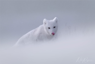 Salbard-V-049; mikeowlsvalbardvirgo Svalbard Pack Ice Polar Bear Expedition 2028 |  Magnificent Landscapes and Exceptional Wildlife Encounters |  | Photo Tour with Mike Reyfman
