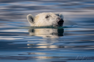 Salbard-V-054 Svalbard Pack Ice Polar Bear Expedition 2028 |  Magnificent Landscapes and Exceptional Wildlife Encounters |  | Photo Tour with Mike Reyfman