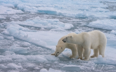 Salbard-V-055 Svalbard Pack Ice Polar Bear Expedition 2028 |  Magnificent Landscapes and Exceptional Wildlife Encounters |  | Photo Tour with Mike Reyfman