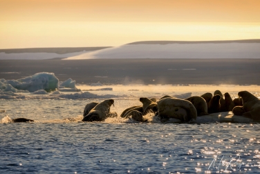 Salbard-V-056 Svalbard Pack Ice Polar Bear Expedition 2028 |  Magnificent Landscapes and Exceptional Wildlife Encounters |  | Photo Tour with Mike Reyfman