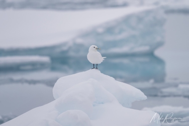 Salbard-V-057; mikeowlsvalbardvirgo Svalbard Pack Ice Polar Bear Expedition 2028 |  Magnificent Landscapes and Exceptional Wildlife Encounters |  | Photo Tour with Mike Reyfman