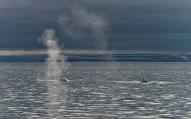 Salbard-V-060 Svalbard Pack Ice Polar Bear Expedition 2028 |  Magnificent Landscapes and Exceptional Wildlife Encounters |  | Photo Tour with Mike Reyfman