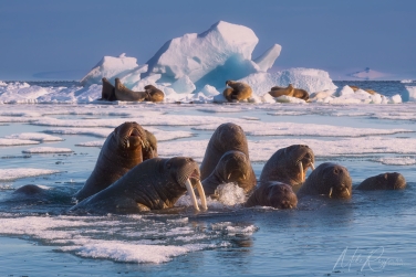 Salbard-V-063 Svalbard Pack Ice Polar Bear Expedition 2028 |  Magnificent Landscapes and Exceptional Wildlife Encounters |  | Photo Tour with Mike Reyfman