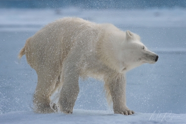 Salbard-V-068 Svalbard Pack Ice Polar Bear Expedition 2028 |  Magnificent Landscapes and Exceptional Wildlife Encounters |  | Photo Tour with Mike Reyfman
