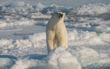 Salbard-V-069 Svalbard Pack Ice Polar Bear Expedition 2028 |  Magnificent Landscapes and Exceptional Wildlife Encounters |  | Photo Tour with Mike Reyfman
