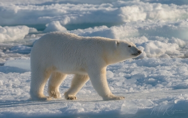 Salbard-V-070 Svalbard Pack Ice Polar Bear Expedition 2028 |  Magnificent Landscapes and Exceptional Wildlife Encounters |  | Photo Tour with Mike Reyfman