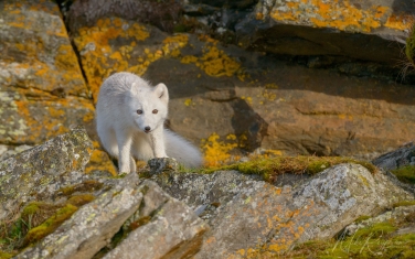 Salbard-V-073 Svalbard Pack Ice Polar Bear Expedition 2028 |  Magnificent Landscapes and Exceptional Wildlife Encounters |  | Photo Tour with Mike Reyfman