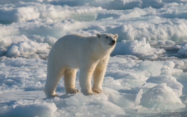 Salbard-V-077 Svalbard Pack Ice Polar Bear Expedition 2028 |  Magnificent Landscapes and Exceptional Wildlife Encounters |  | Photo Tour with Mike Reyfman