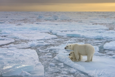 Salbard-V-078 Svalbard Pack Ice Polar Bear Expedition 2028 |  Magnificent Landscapes and Exceptional Wildlife Encounters |  | Photo Tour with Mike Reyfman