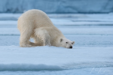Salbard-V-079 Svalbard Pack Ice Polar Bear Expedition 2028 |  Magnificent Landscapes and Exceptional Wildlife Encounters |  | Photo Tour with Mike Reyfman