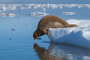 Salbard-V-080 Svalbard Pack Ice Polar Bear Expedition 2028 |  Magnificent Landscapes and Exceptional Wildlife Encounters |  | Photo Tour with Mike Reyfman